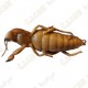 Cache "Insecto" - Cucaracha